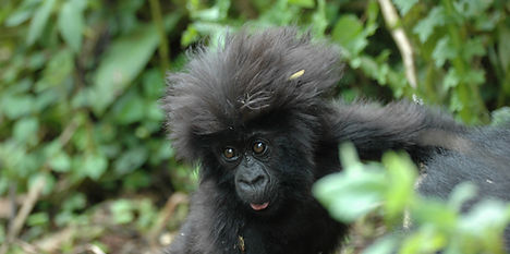 Image by Paul Longhurst