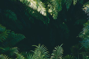 Image by Yoal Desurmont