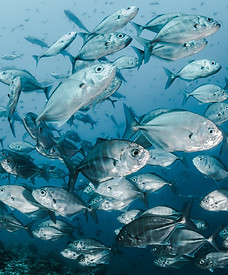 Image by Sebastian Pena Lambarri