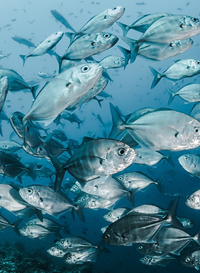 Fish at El Cabron
