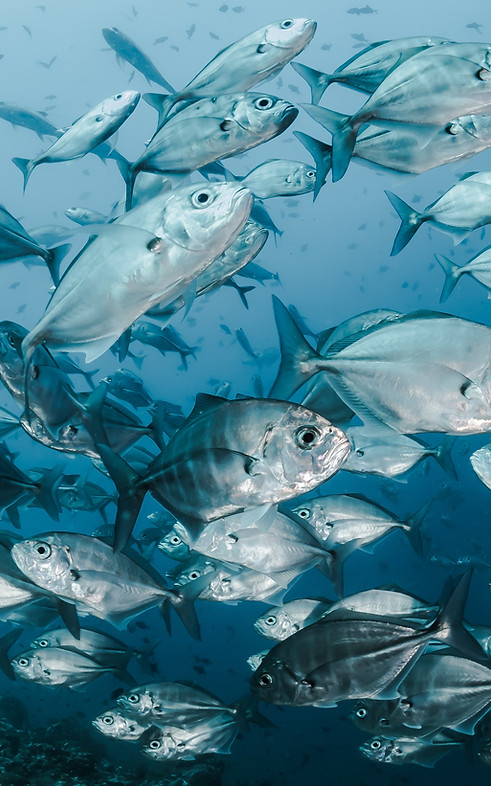 Image by Sebastian Pena Lambarri