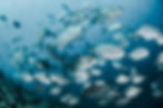 Image by Sebastian Pena Lambarri