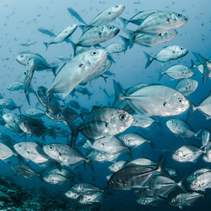 The Geopolitics of Tuna: How Pacific Island Countries Changed International Standards