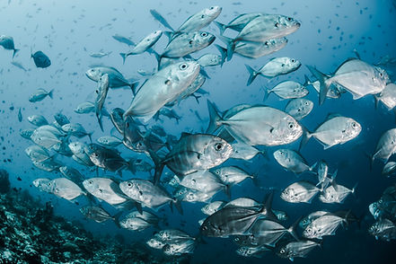 Image by Sebastian Pena Lambarri