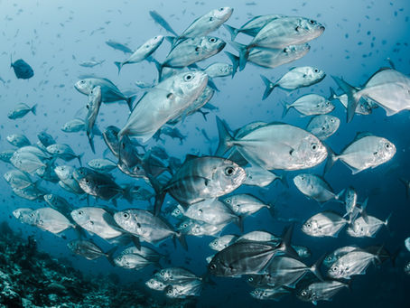 Climate change is further reducing fish stocks with worrisome implications for global food supplies