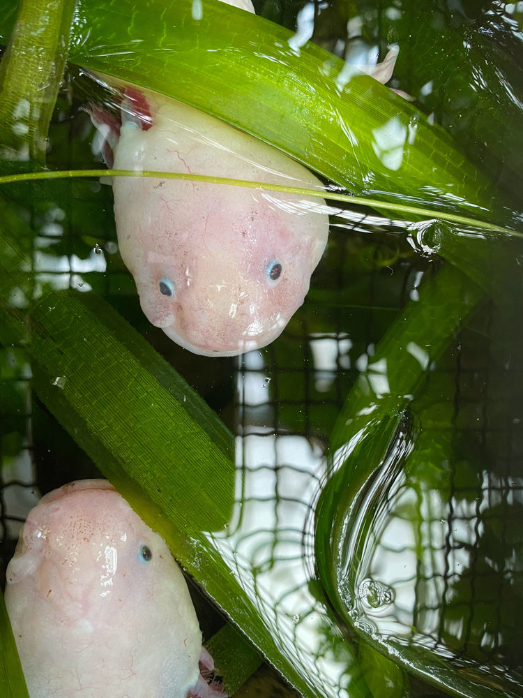 10 Strange facts about the mysterious axolotl