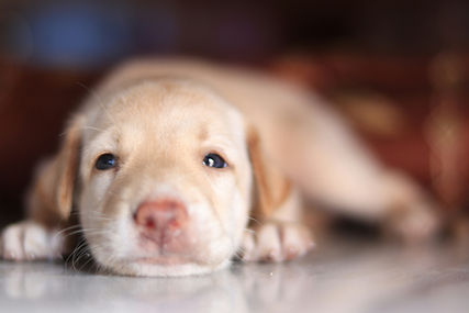Labrador Retriever Breeder in California Labrador Retriever Breeder in Paso Robles Labrador Retriever Puppies for Sale in California Labrador Retriever Puppies for sale in Paso Robles