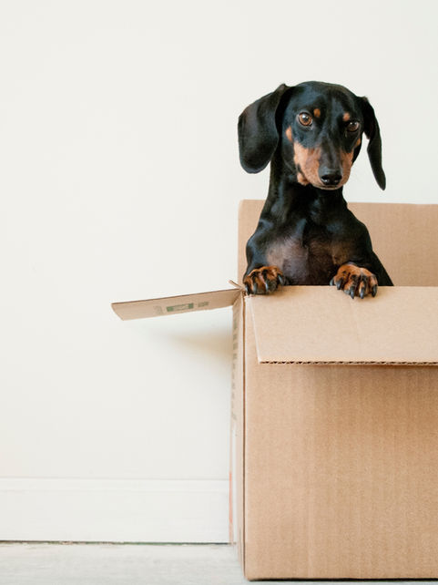 Best Furniture Removal Company in Essex for Seamless Relocation