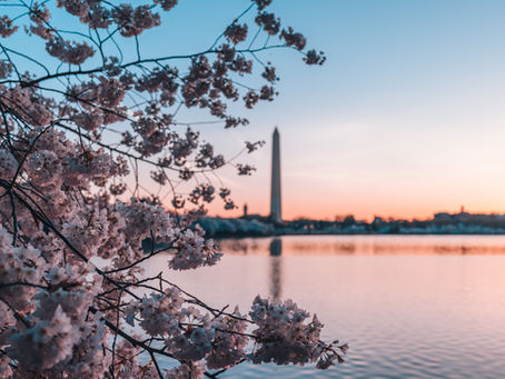 DC Cherry Blossoms