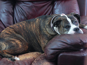 Euthanasia: Making the Hardest Decision for Your Dog