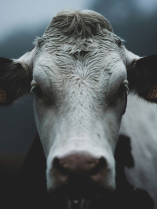 82. De producir leche a ganar dinero: 5 pilares que deciden si tu lechería es un negocio lechero rentable