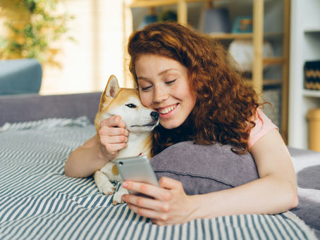 Deine Tiergesundheit immer dabei – mit der petsXL App