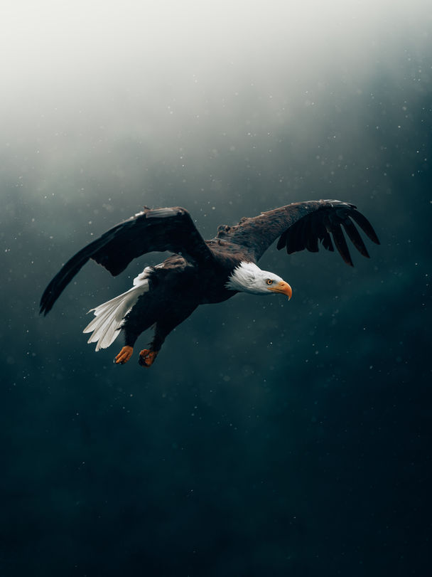 bald eagle soaring through the air