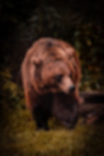 Image by Daniel Diesenreither