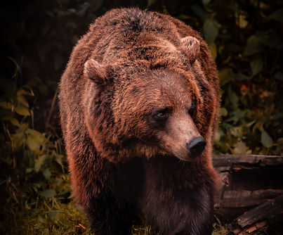 Image by Daniel Diesenreither