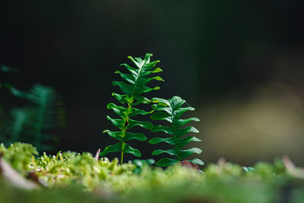 Image by Olli Kilpi
