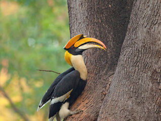 Hornbill spotting at Athirapally