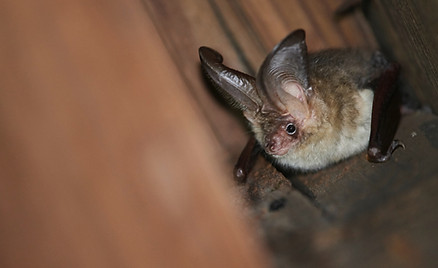 Habitat Surveys in the UK