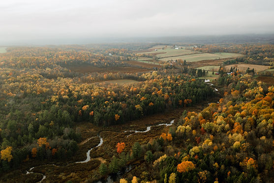 Trees in Pennsylvania during fall