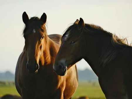 Two brown horses in a field