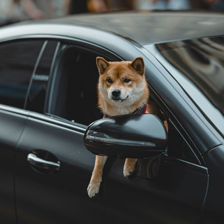 Come viaggiare con i cani in macchina