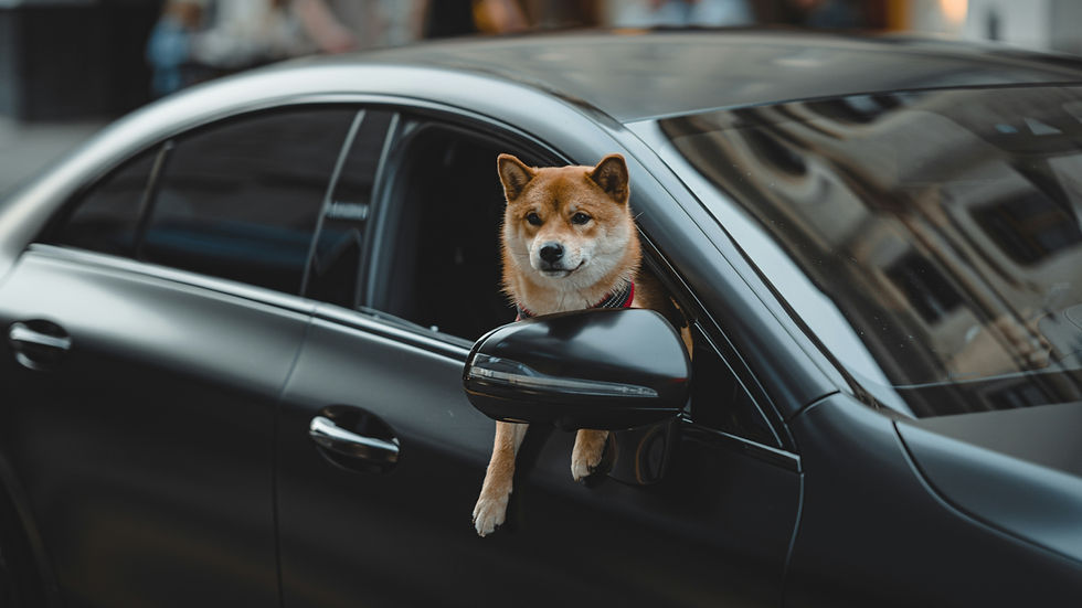 Come viaggiare con i cani in macchina