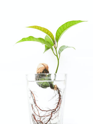 BERAKAR & TIDAK TERGOYAHKAN