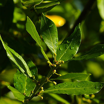 Huile essentielle de laurier · Laurus nobilis