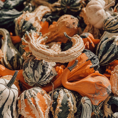 10 Different Types of Gourds for Your Autumn Decor