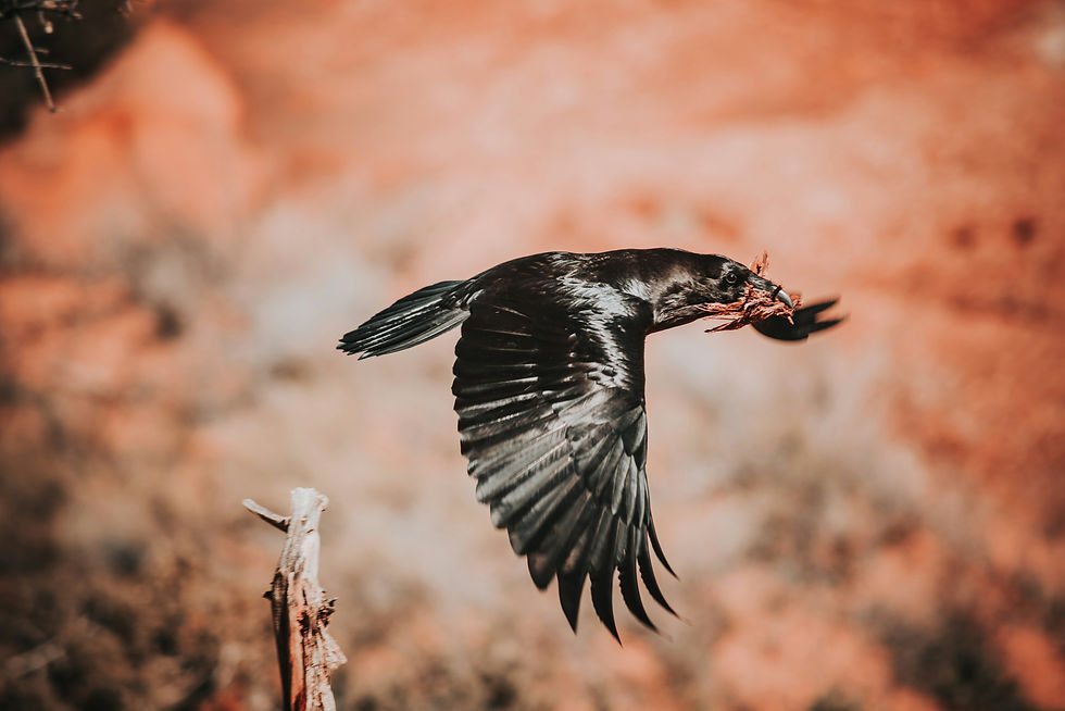 Image by Sandra Seitamaa