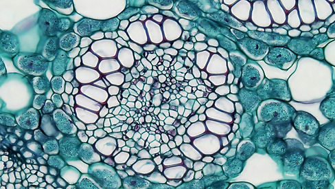 Image by Bioscience Image Library by Fayette Reynolds