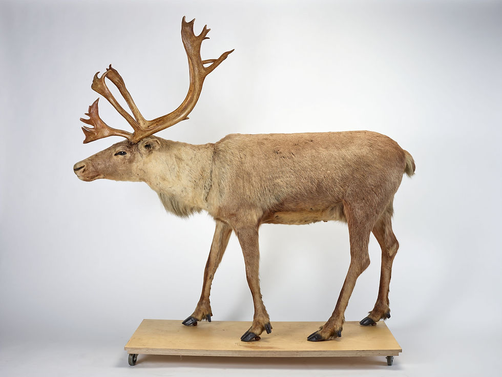 High angle view of a lifelike mounted deer in a naturalistic display