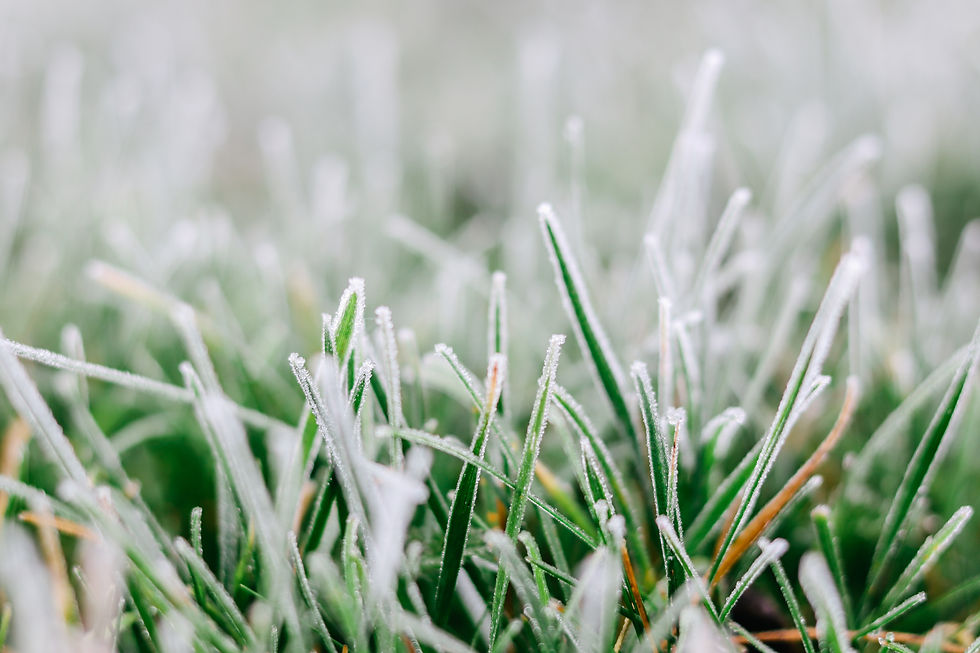green lawn covered in frost