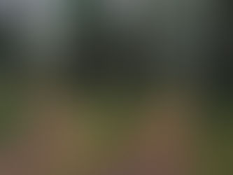 Fork in a forest path with two diverging trails, representing difficult choices and uncertainty in relationships