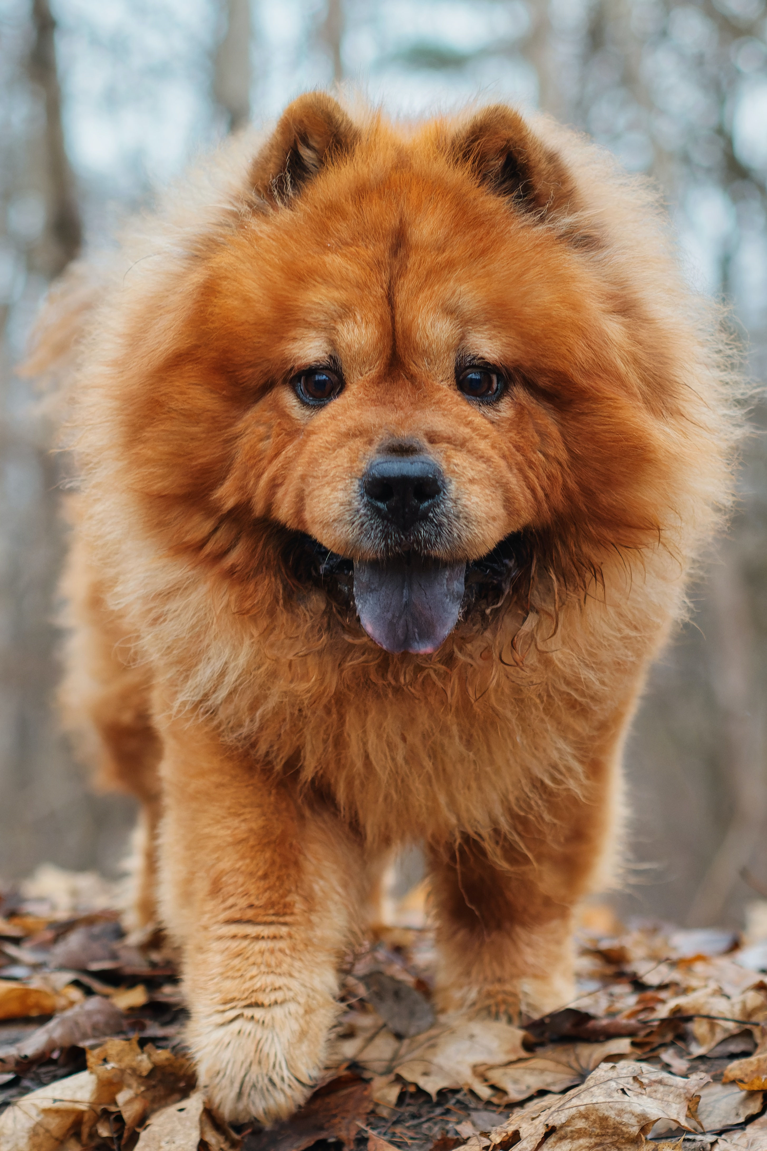 Buy Chow Chow Online | Pets Shopping Platform | Nearby Pets India