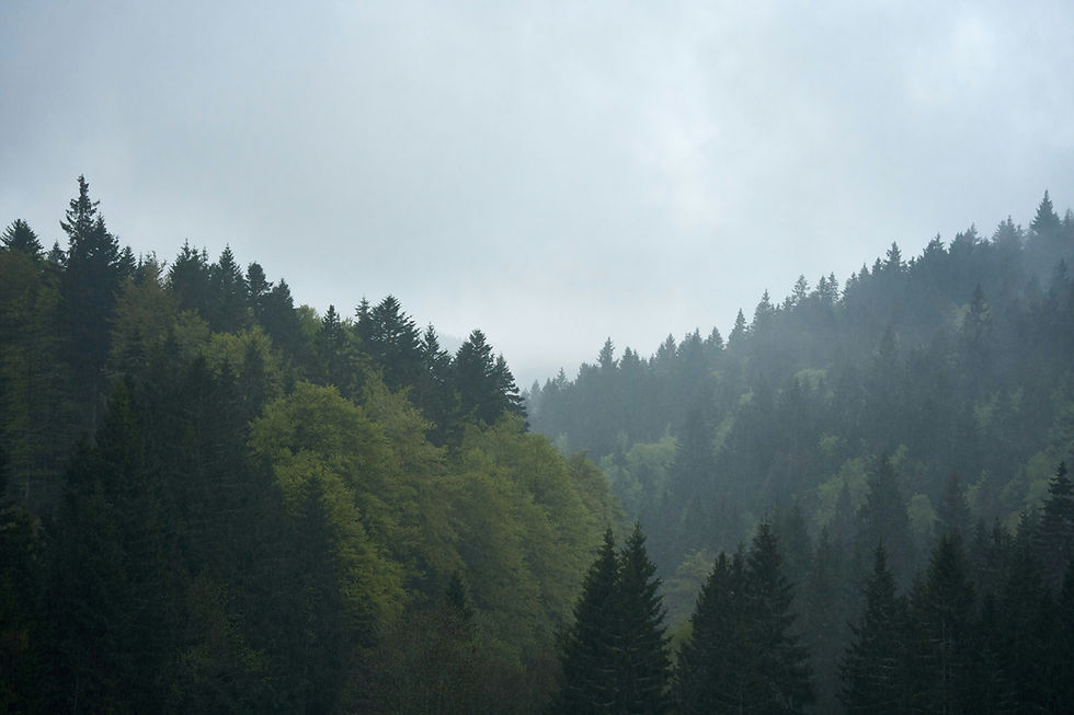 Image by Wolfgang Hasselmann