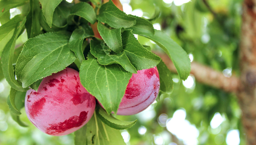 ripe plums hanging from a tree
