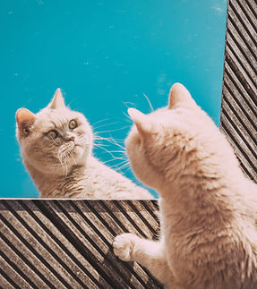 Image by Eduard Delputte