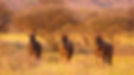 wildebeest mifration safari