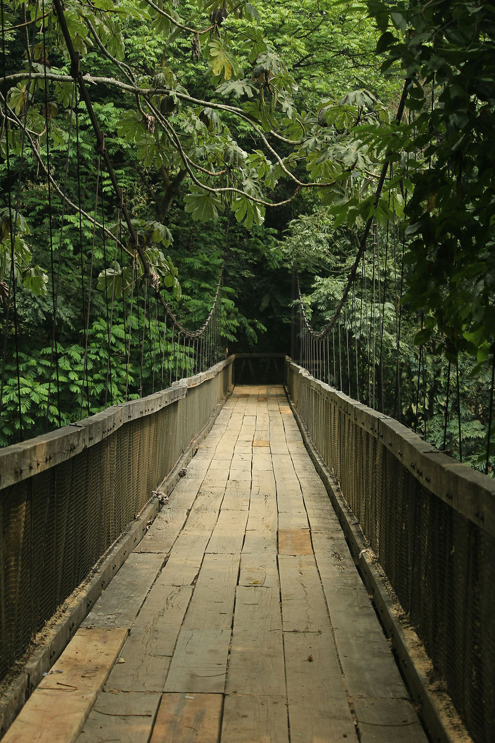A rustic wooden suspension bridge spans through lush green foliage, inviting adventurers to explore the dense forest beyond.