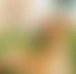 Справочник по породе собак бурбуль