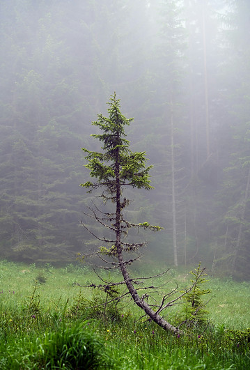 Image by Wolfgang Hasselmann