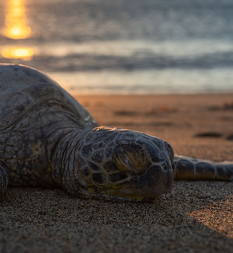 Turtle on beach