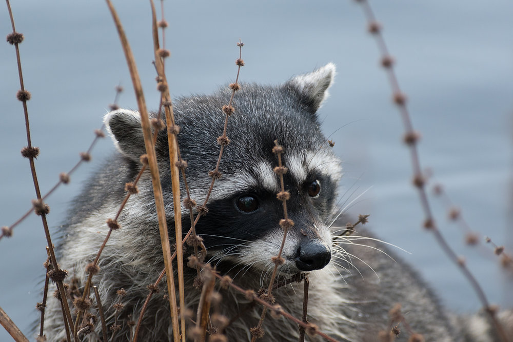 'Raccoons in My House That Need Removed: Ohio's Common Nuisance'