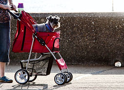 Image by Mark Timberlake