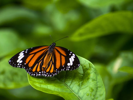 Orange and black butterfly resting on a green leaf, surrounded by lush green foliage. The scene is serene and vibrant.