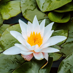 A Lotus for You ...