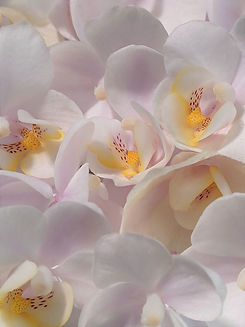 Image by Susan Wilkinson