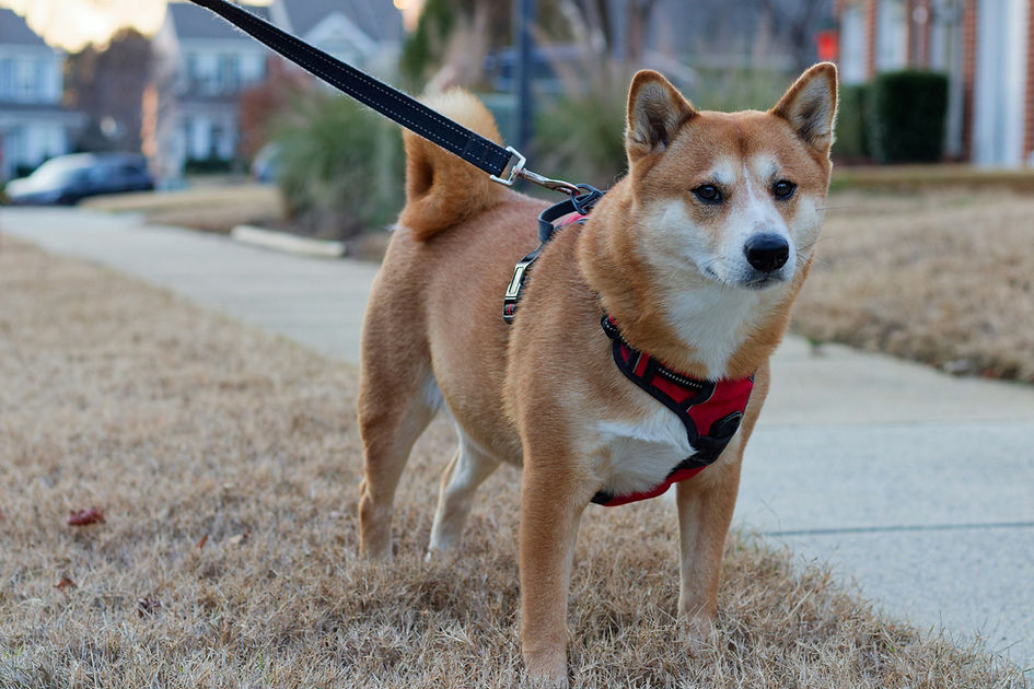 leash reactivity and loose leash walking training downtown toronto