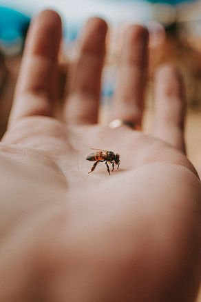 Trying to Get the Bee Out